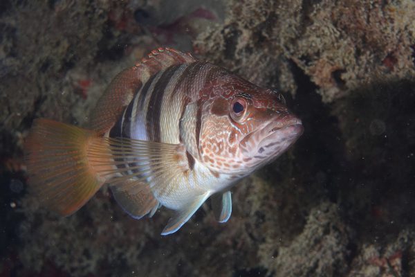 Sestri Levante Safari Fotosub 2019 (9)