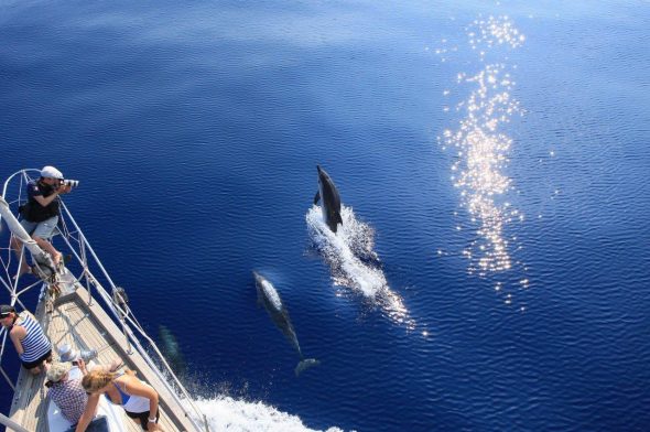 Stenella striata avvistata durante un'uscita in mare