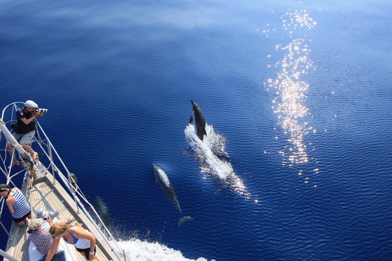 Stenella striata avvistata durante un'uscita in mare