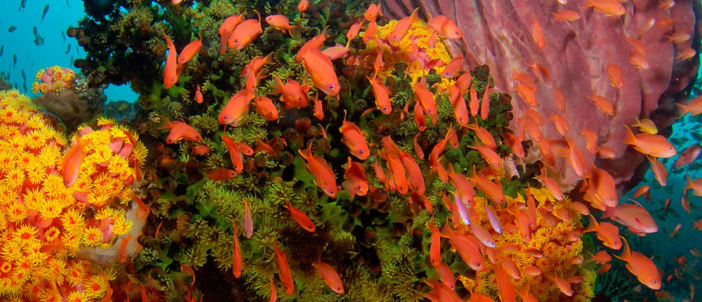 Wakatobi underwater