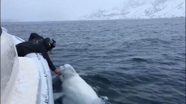 Il beluga riporta la palla da rugby a bordo