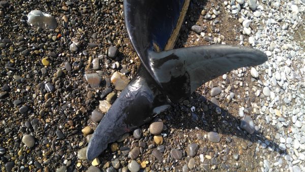 Globicefalo trovato morto a Diano Marina