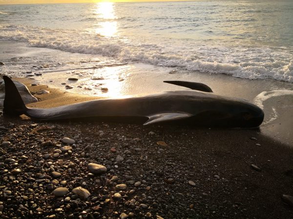 Il globicefalo femmina trovato morto a Diano Marina