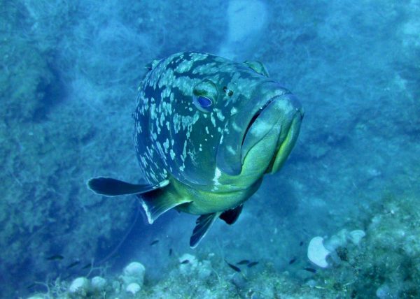 Subacquea, ecco le 11 migliori immersioni in Europa