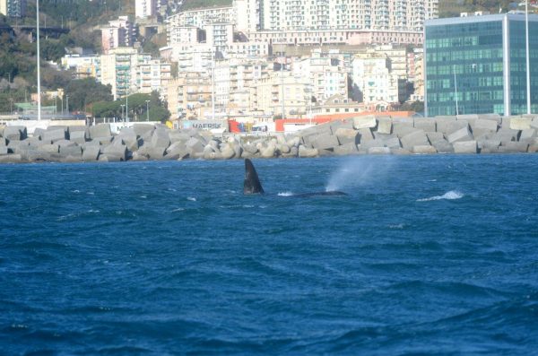 Le orche continuano a restare nel porto di Voltri
