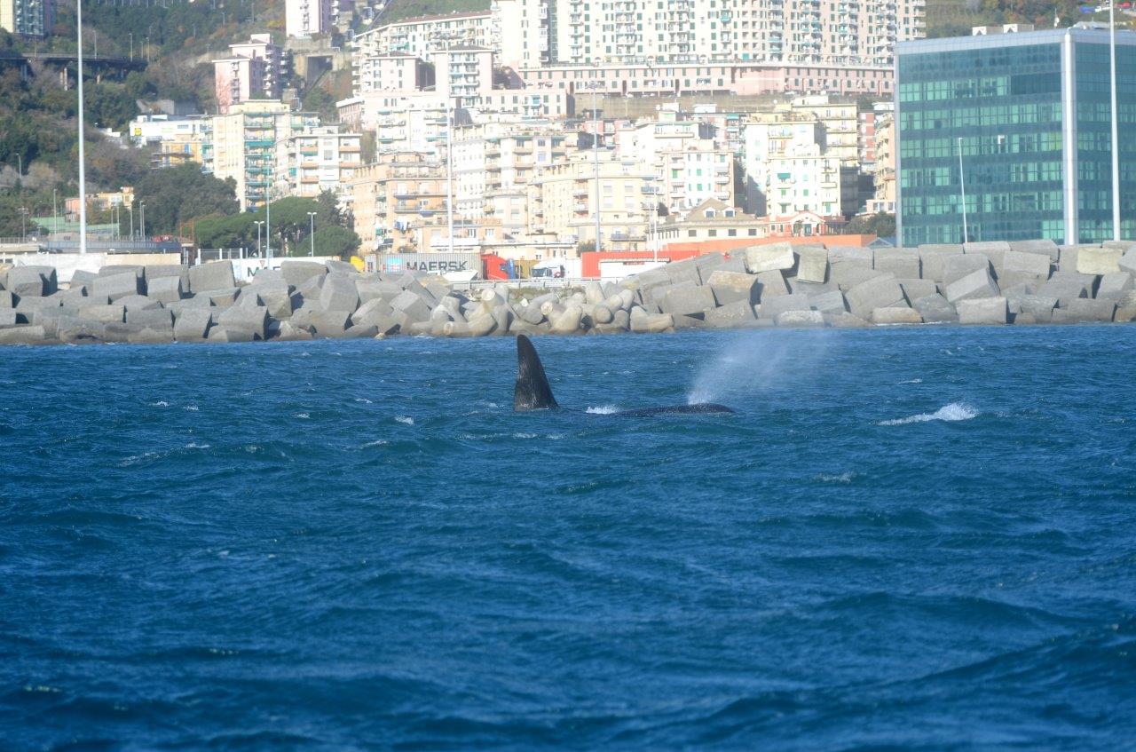 Le orche continuano a restare nel porto di Voltri