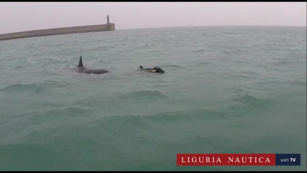 Un fotogramma del video delle orche a Voltri