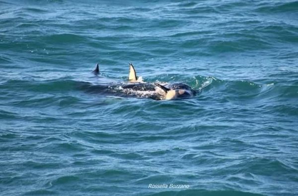 Il cucciolo pare in difficoltà. Foto: R. Bozzano