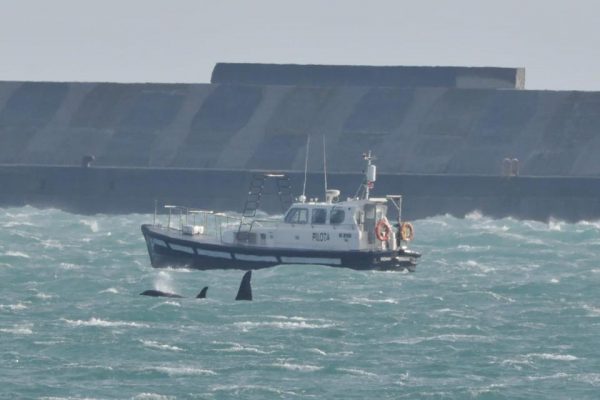 Le orche nuotano nel porto di Voltri. Foto di Whalewatch Genova