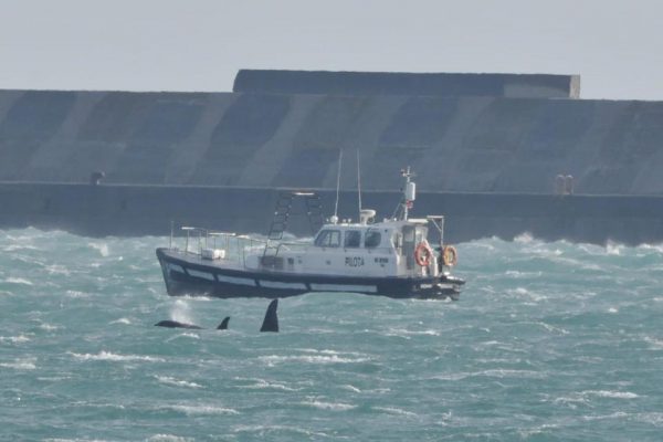 Le orche nuotano nel porto di Voltri. Foto di Whalewatch Genova