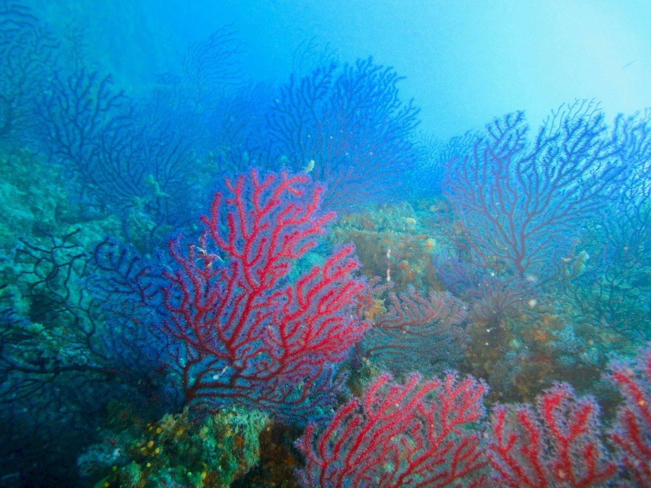 migliori immersioni Europa - foresta di gorgonie a Portofino