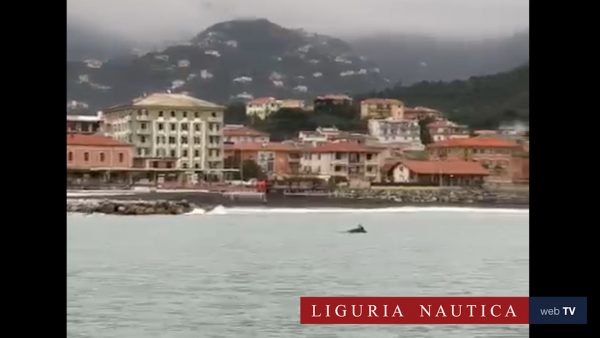 Delfini davanti al porto di Lavagna