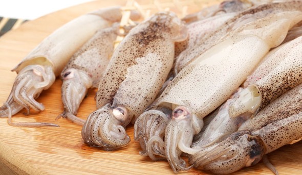 Foray to the fish shop: squid