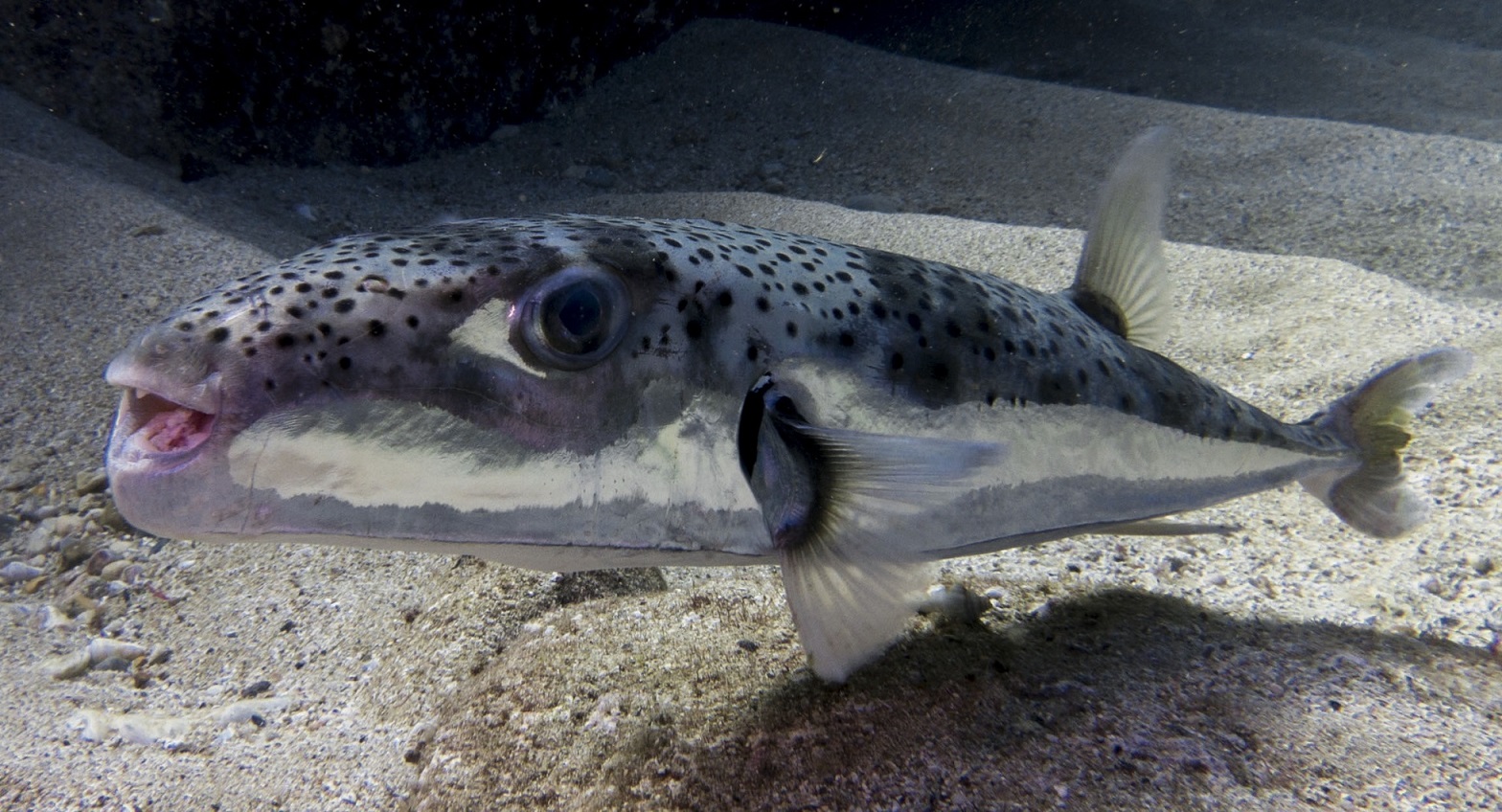 Pesce Palla Argenteo, molto velenoso e pericoloso