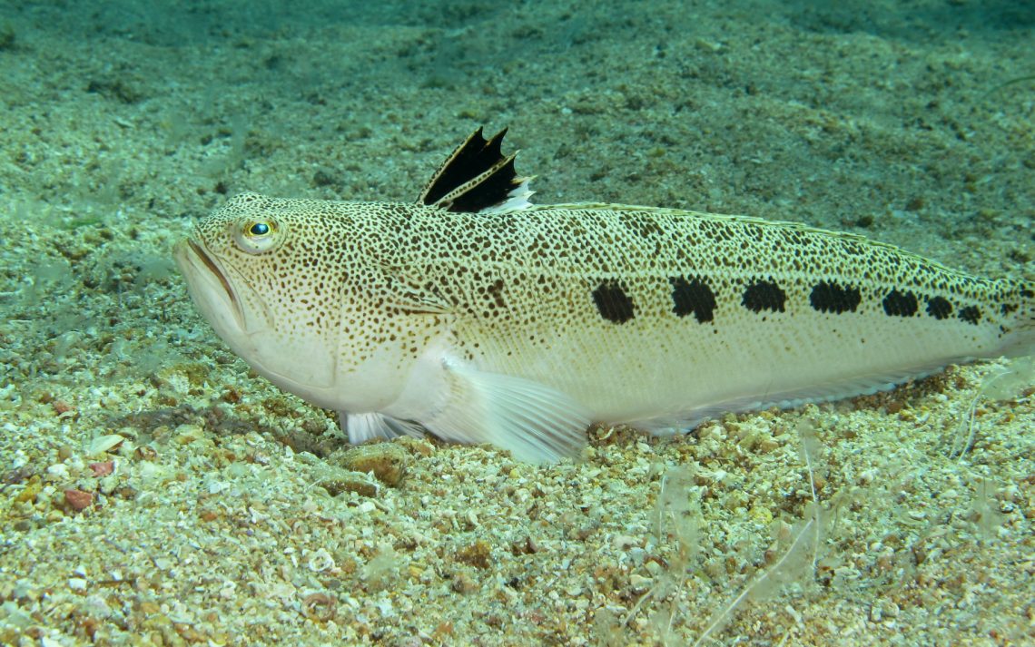 Tracina, pesce velenoso sul fondale