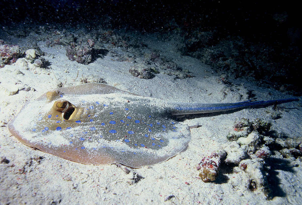 Un pesce Trigone mimetizzato su fondale marino. Velenoso!