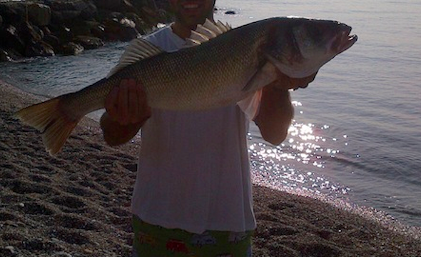 Foray to the fish shop: seabass
