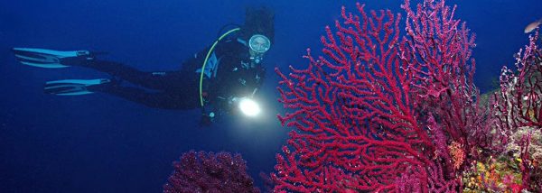 Dws diving