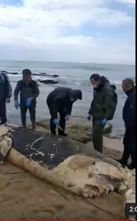 L'orca spiaggiata in Libano