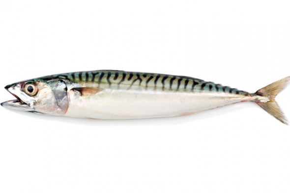 Foray to the fish shop: mackerel