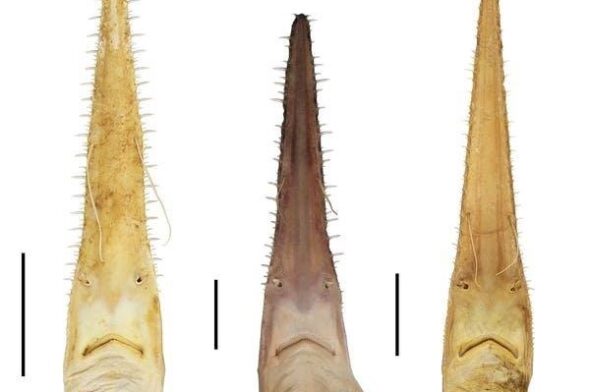 immagine di Simon Weigmann, le due nuove specie sono quelle ai lati