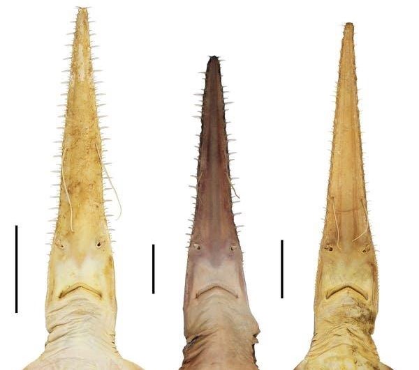 immagine di Simon Weigmann, le due nuove specie sono quelle ai lati