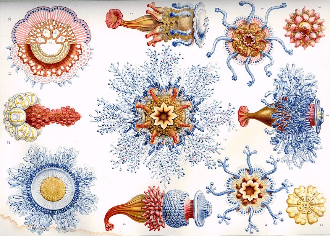 Ningaloo Sifonoforo - 1888 Haeckel_Siphonophorae wikipedia