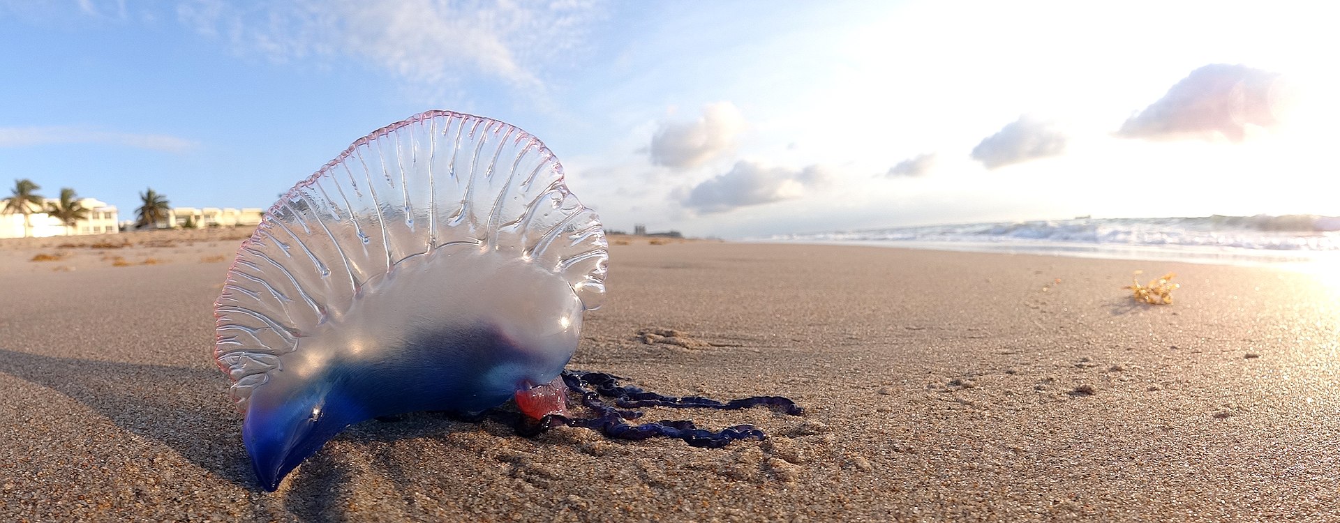 Ningaloo Sifonoforo - Portuguese_Man_o'_War_at_Palm_Beach_FL_by_Volkan_Yuksel wikipedia