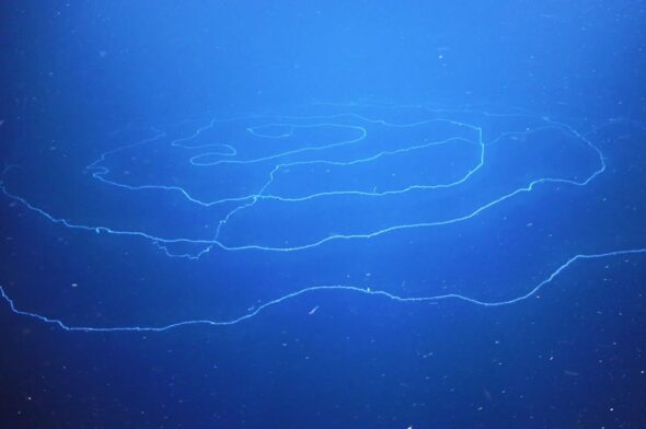 Ningaloo Sifonoforo - anello esterno del sifonoforo (photo Schmidt Ocean Institute)