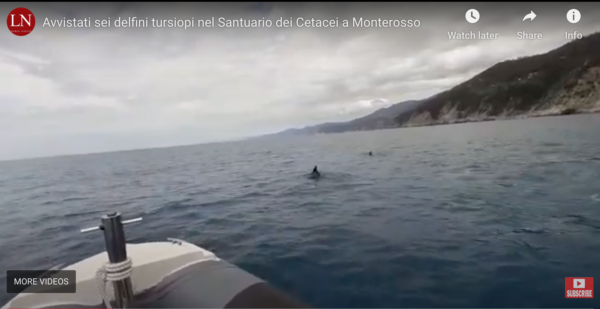 Dolphin-sighting-cinque-terre
