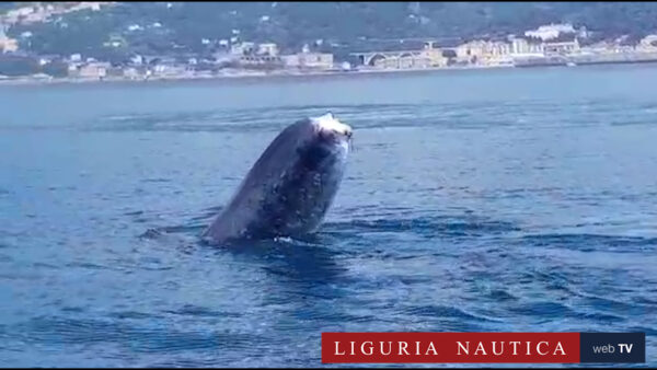 “Codamozza” è arrivata a Genova. Eccola mentre nuota davanti al porto di Voltri
