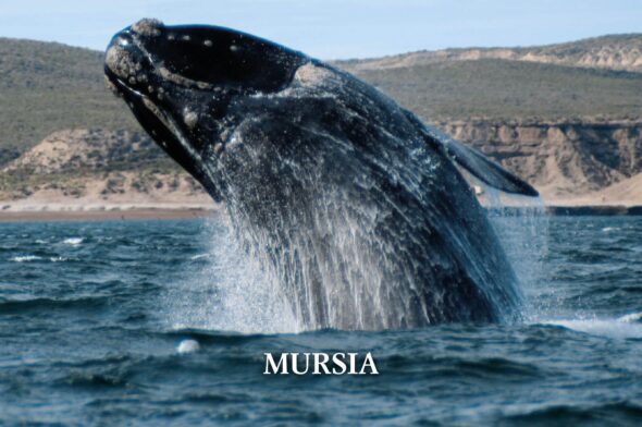 Una balena franca della Pagagonia. Foto di M. Jahoda