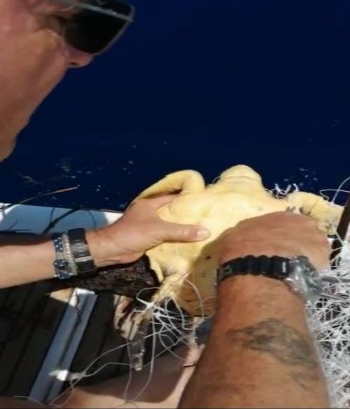 Soccorso cucciolo di tartaruga impigliato in una rete da pesca alla Gorgona. Il video dell’emozionante salvataggio