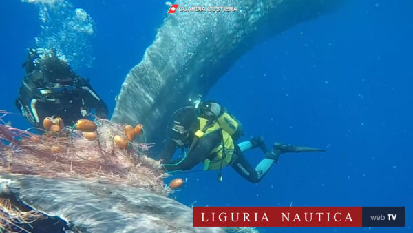 I soccorsi al capodoglio intrappolato nella rete da pesca alle Eolie