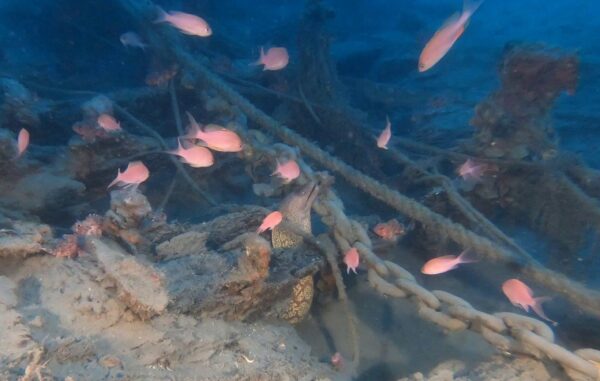 Scoperto il relitto di una nave del ‘500 negli abissi di Camogli: forse è la nave ragusea “Santo Spirito” naufragata nel 1579