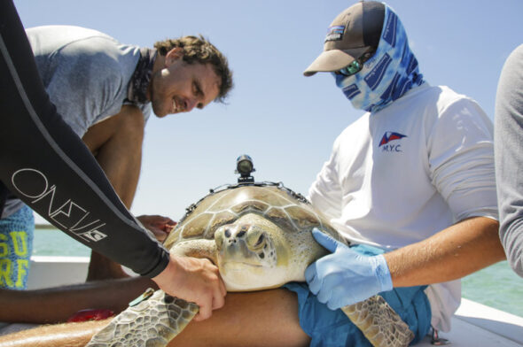 TurtleCam Project, Cape Eleuthera Institute