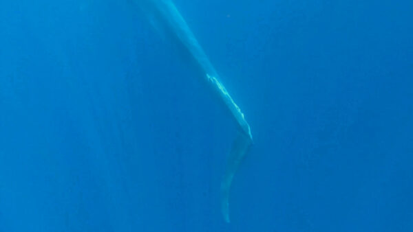 “Mezzacoda”, un’altra balenottera amputata avvistata nel Santuario dei Cetacei