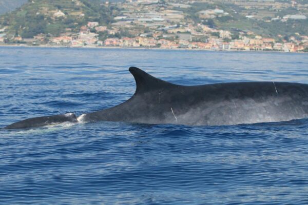 Le prime immagini di “Mezzacoda”, la balenottera amputata avvistata ad Arma di Taggia
