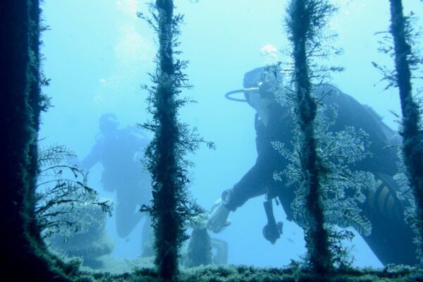 foto subacquee - immersione (5)