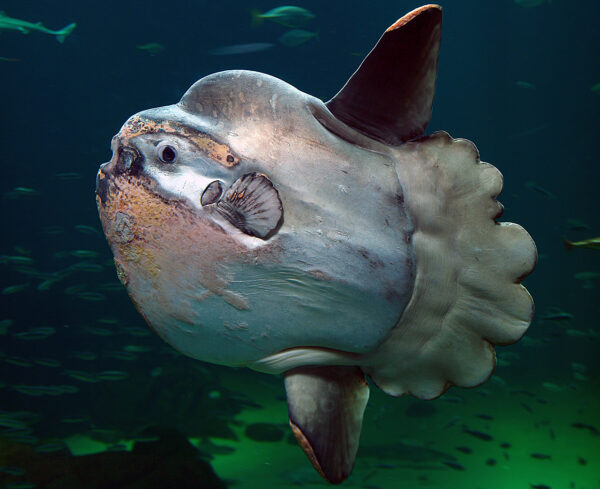 Mola Mola, pesce luna - Mola Mola wikipedia