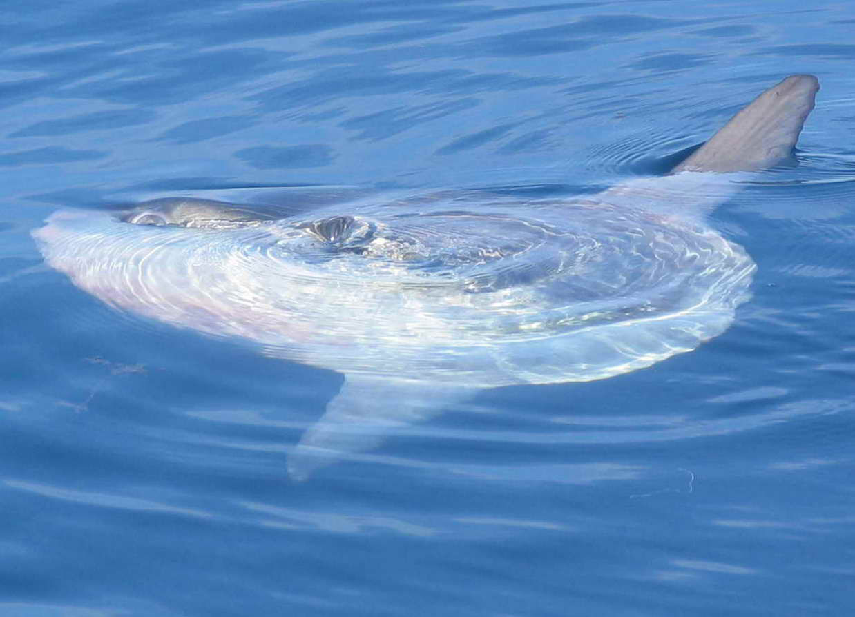 Mola Mola, pesce luna - Poissonlune_mole wikipedia