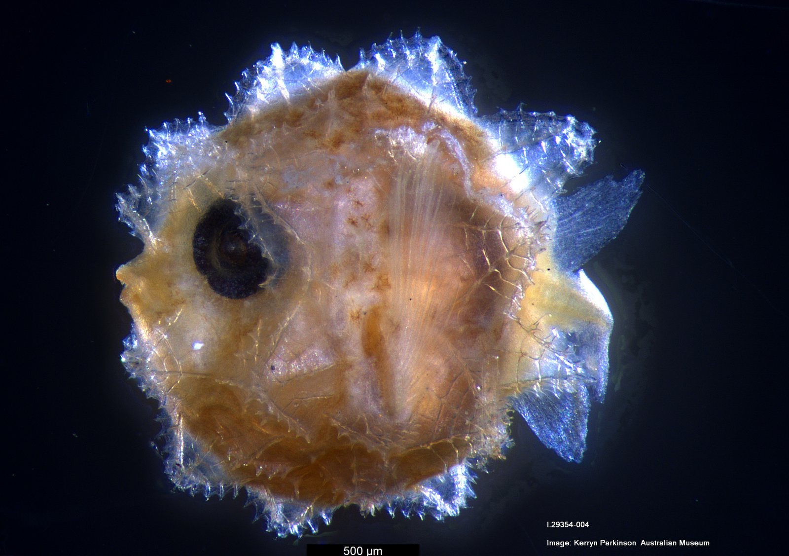 Mola Mola, pesce luna - larva di Mola Mola, photo by Kerryn Parkinson, Australian Museum