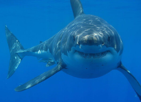 squali bianchi - 800px-Great_white_shark_south_africa wikipedia