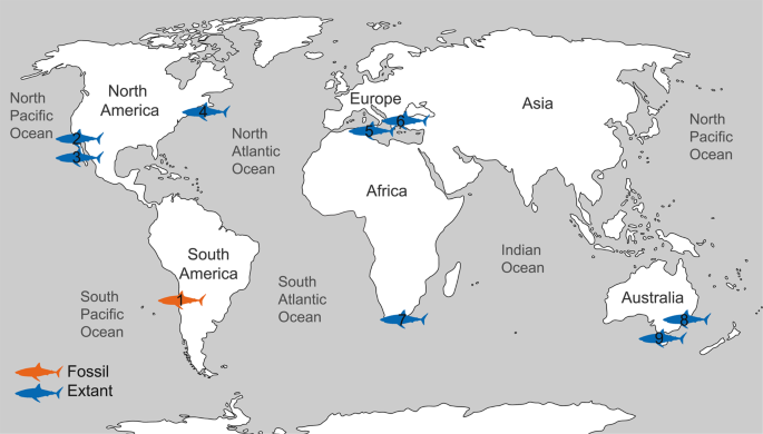 squali bianchi - fonte scientific reports - le nursery di GWS odierne in blu, fossili in rosso