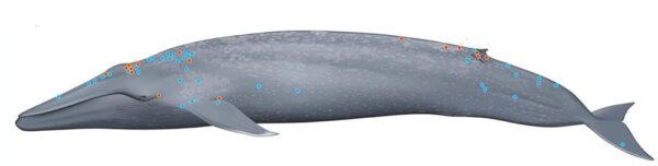 posizioni di attacco delle remore su una balenottera azzurra di 26 metri - NOAA fisheries vedi nota