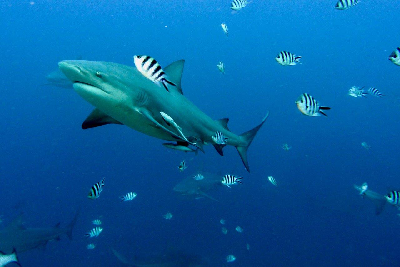 shark finning - Bullshark foto Paolo Ponga