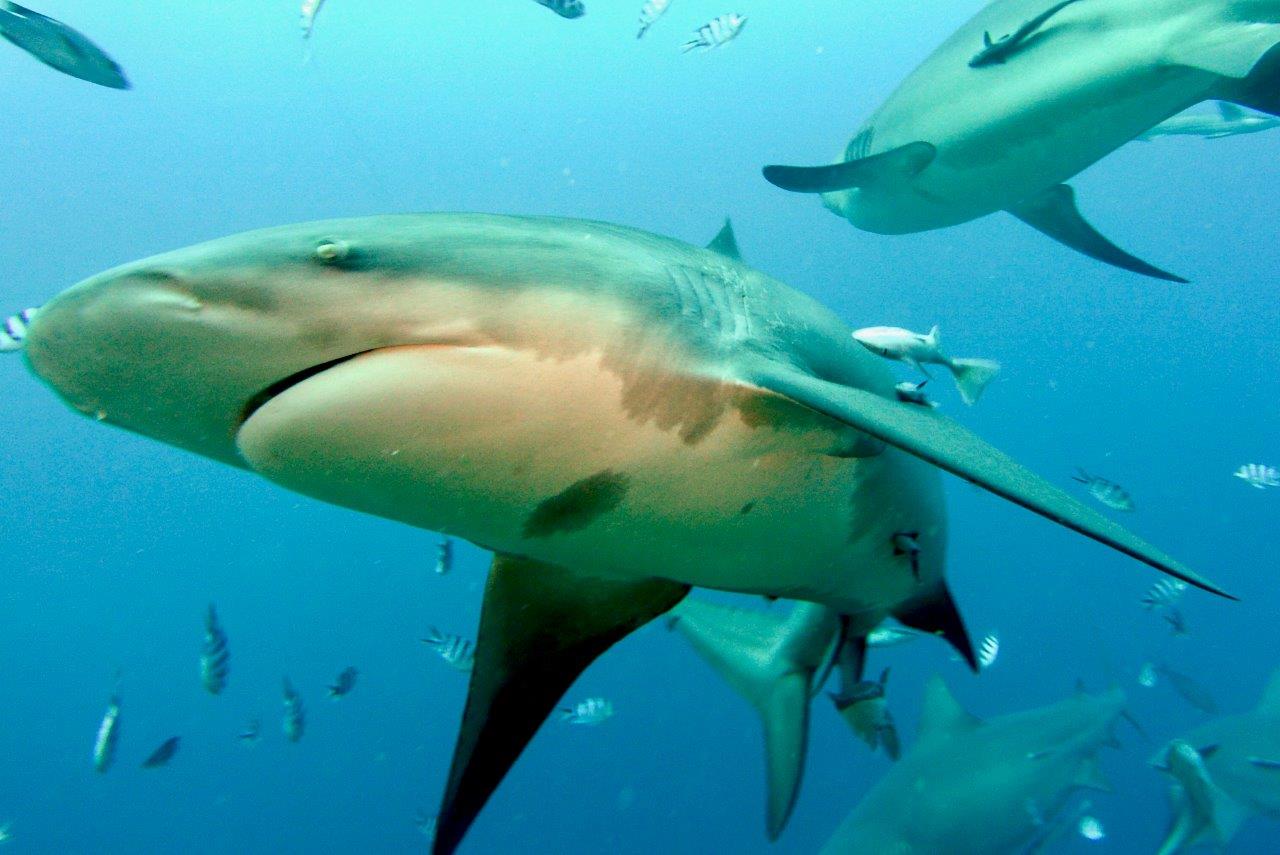 shark finning - Leuca foto Paolo Ponga