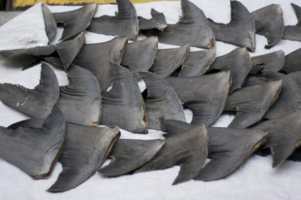 shark finning - Shark_fins_Hong_Kong wikipedia