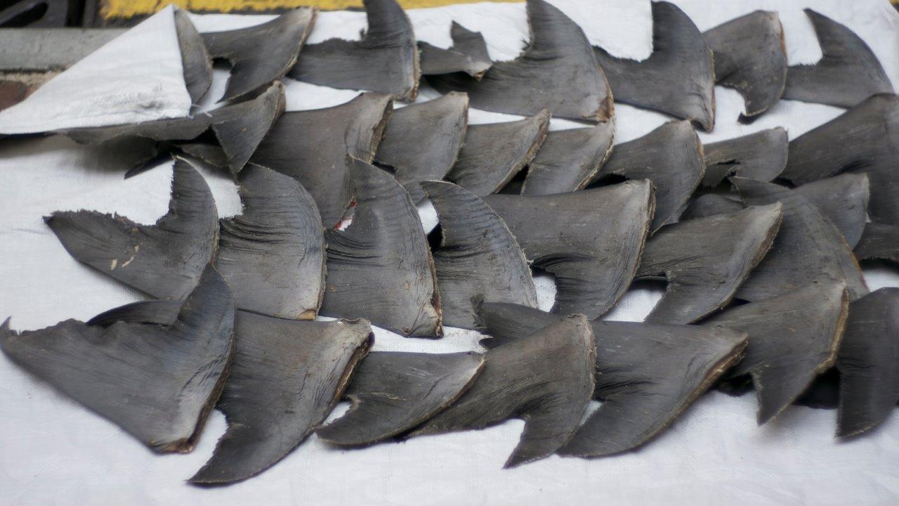 shark finning - Shark_fins_Hong_Kong wikipedia