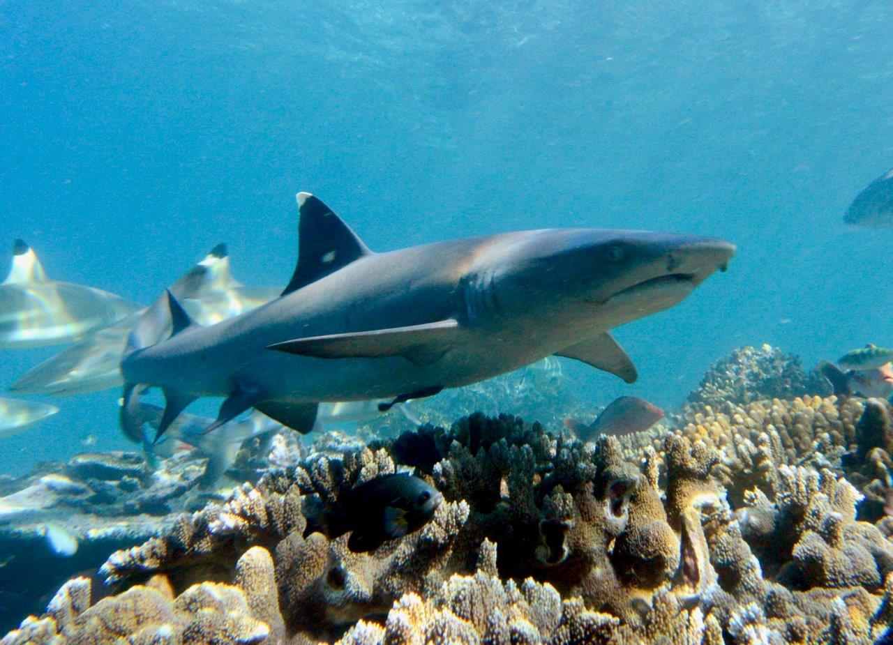 shark finning - pinne bianche e pinne nere foto Paolo Ponga